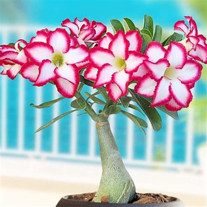 Amazon Desert Rose: The Ultimate Guide To Cultivation And Care