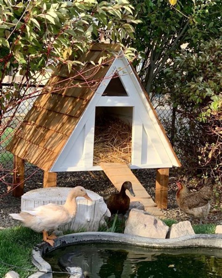 Amazon Duck Houses: The Ultimate Sanctuary For Your Feathered Friends