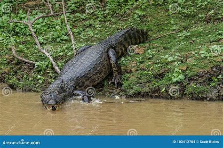 Discover The Astonishing Amazon Jungle Crocodile