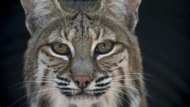 Are Bobcats Dangerous? The Truth About These Cute But Wild Cats