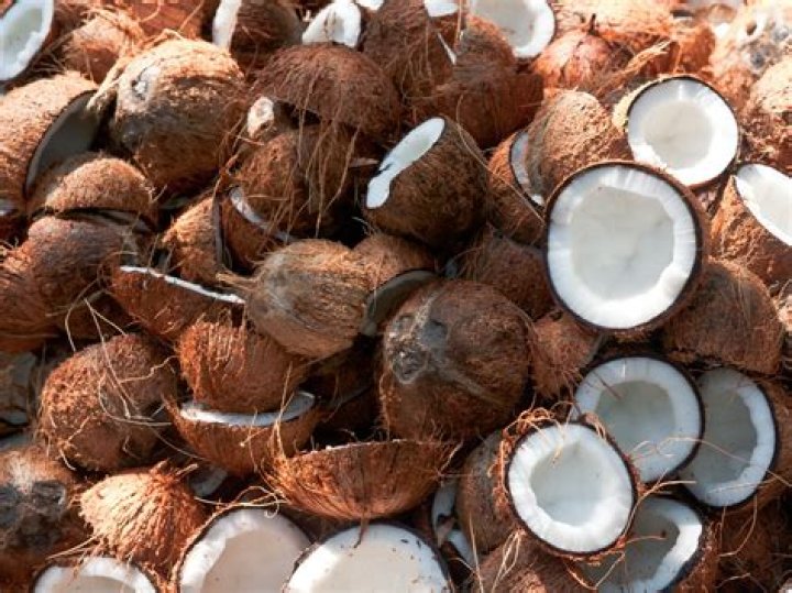 Are Coconuts Indeed Tropical Delicacies?