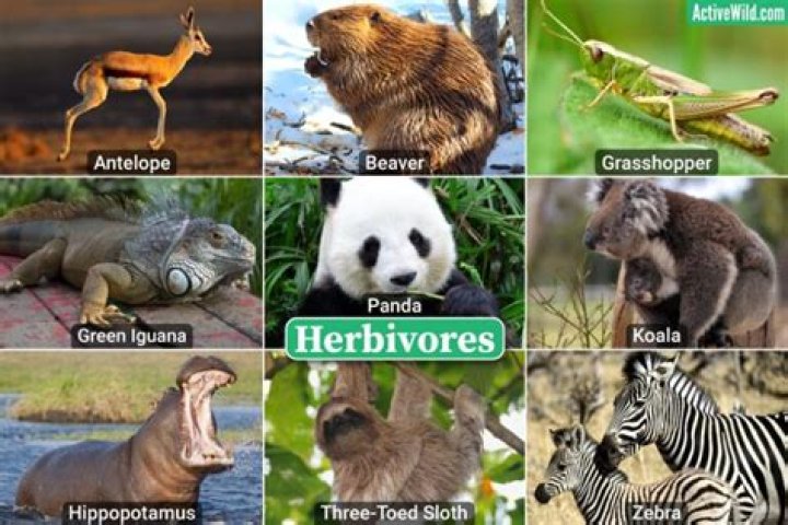 Are there any pure herbivores?