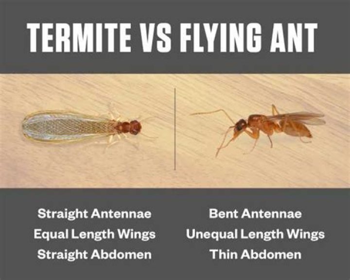 Are winged ants termites? - BlogPaper ·