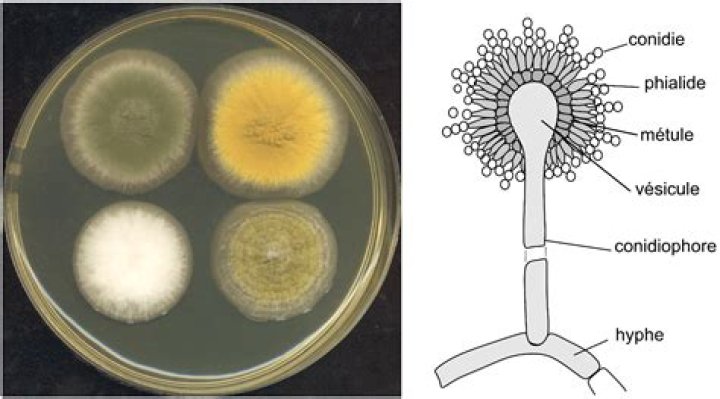 Astonishing Aspergillus Images Unveiled: Explore The Microscopic World