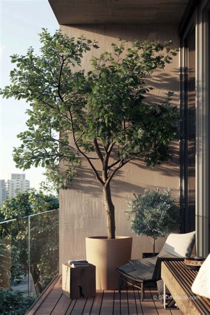 The Perfect Balcony Tree: A Guide To Choosing The Best Container Plants For Your Outdoor Space