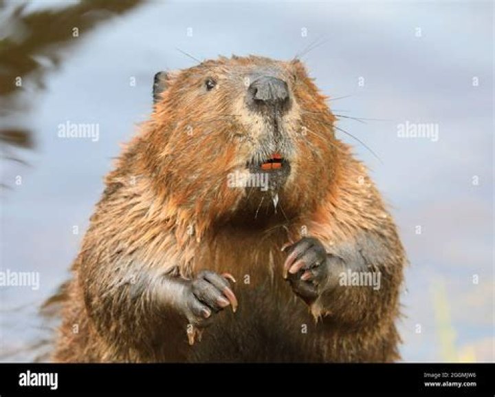 The Curious Case Of The Standing Beaver | Wildlife Marvels