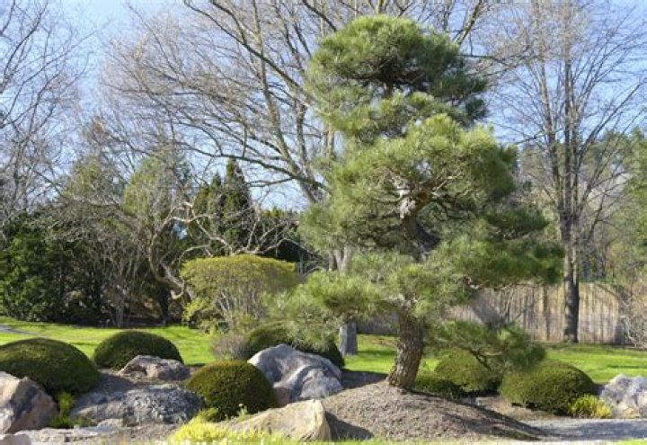 Majestic Black Pines: Enhance Your Landscape With Towering Elegance
