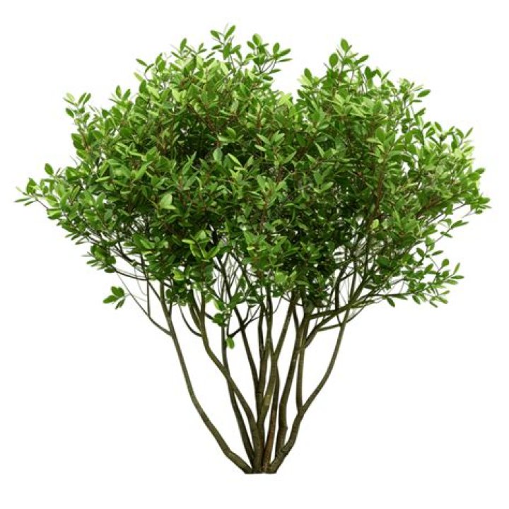 Professional Bush Cutout Removal Services | Affordable And Eco-Friendly