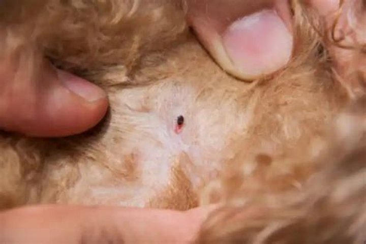 Can I use Frontline every two weeks?