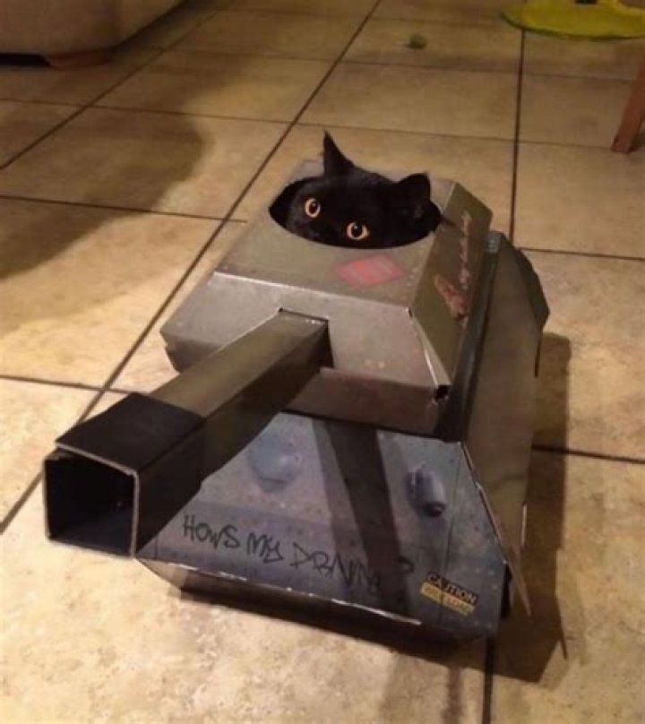 Feline In Confined Aquarium: A Curious Cat In A Fish Tank Box