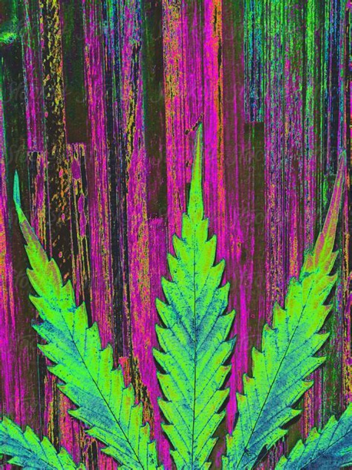 Mesmerizing Vibrant Marijuana: A Rainbow Of Hues