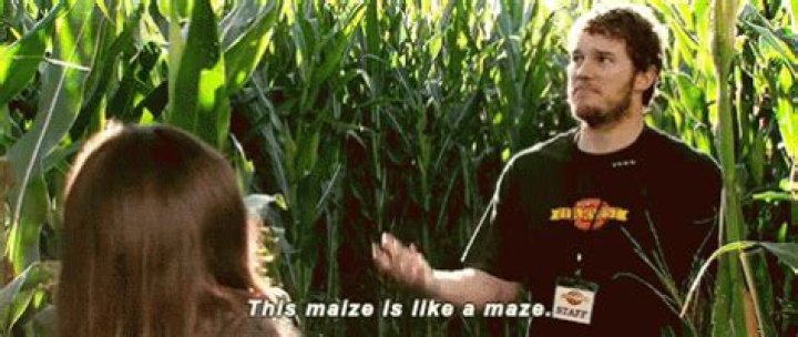 Hilarious Corn Maze Memes For Your Next Puzzle Adventure