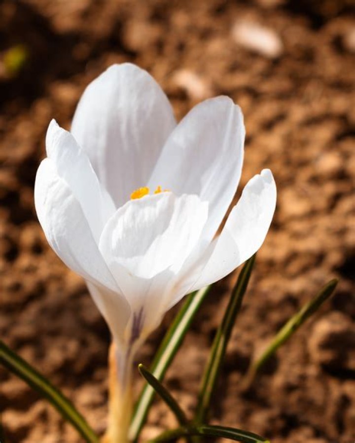 Discover The Pure Elegance Of White Crocus Flowers