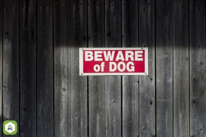 Do dogs make you safer? ·