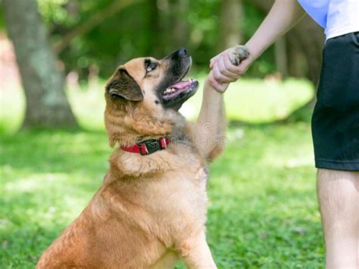 Teach Your Dog The Amazing Trick Of Shaking Hands