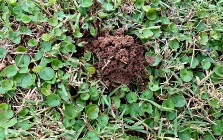 Witness The Intriguing Earthworm Mounds: A Photographic Exploration