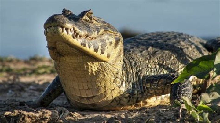 Amazing Fotos Of Jacare: Your Guide To The Wildlife's Beauty