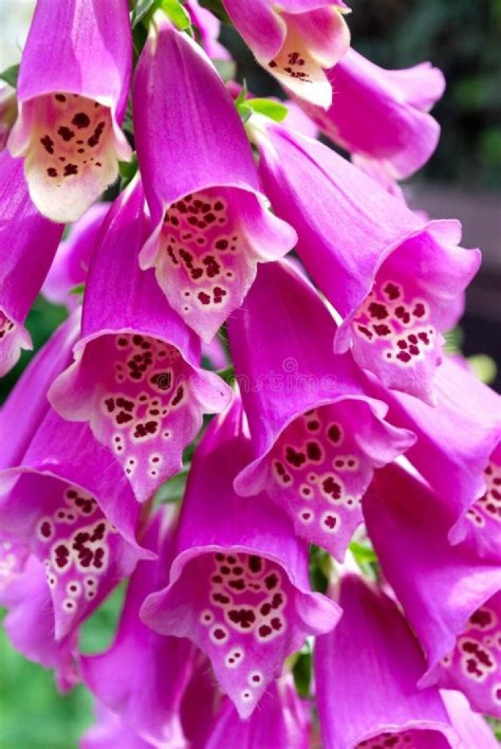 Discover The Enchanting Beauty Of Foxglove Close Up