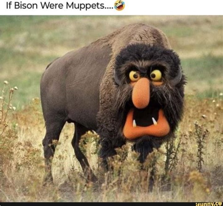 21 Hilarious Bison Pictures For Your Daily Dose Of Laughter