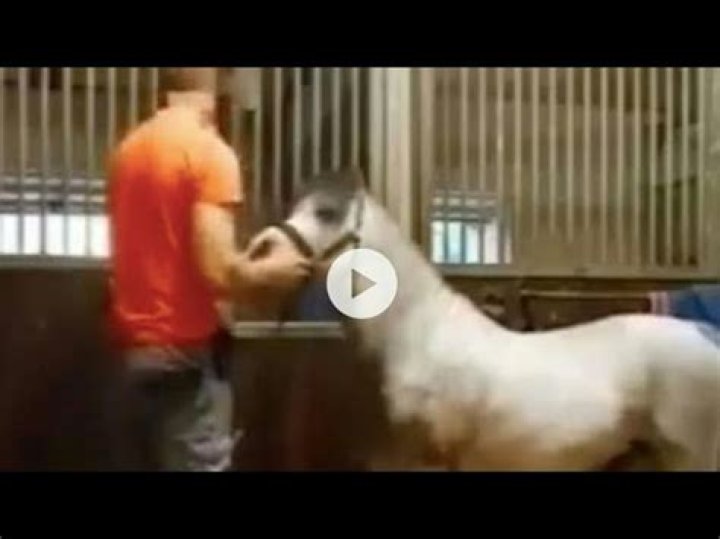 Insights Into The "Horse Video Orange Shirt Mr Hands Horse" Incident