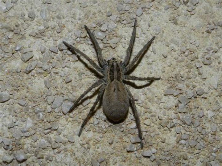 Understanding The Life Cycle Of A House Spider: Pregnancy And Beyond