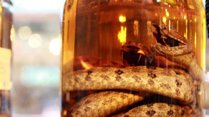 Is Snake Wine illegal? - SnogBlogy