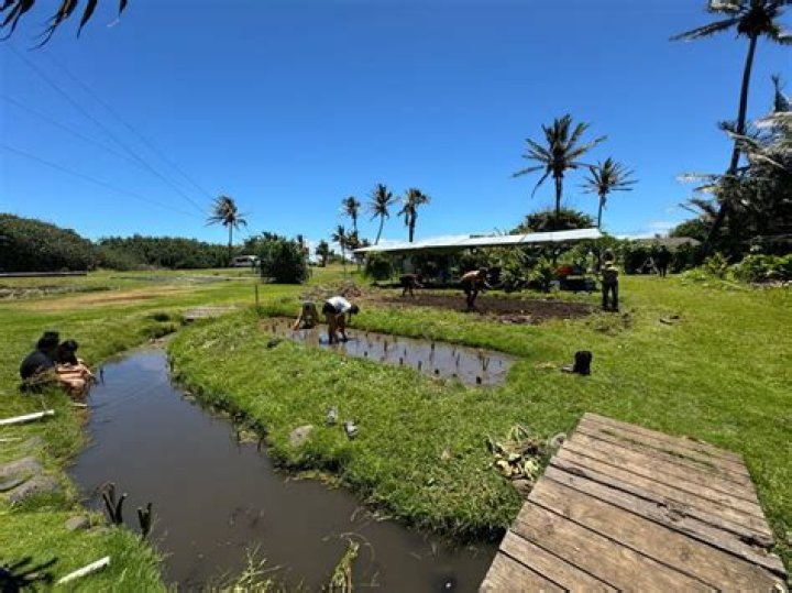 The Comprehensive Guide To Kaehu: Origin, Characteristics, And Impact