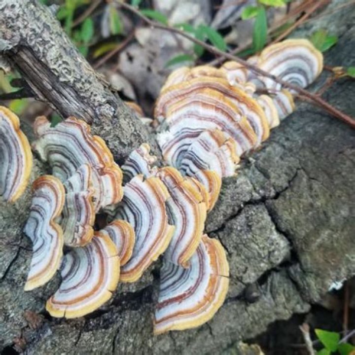 Ken Perrine: A Legendary Photographer's Journey