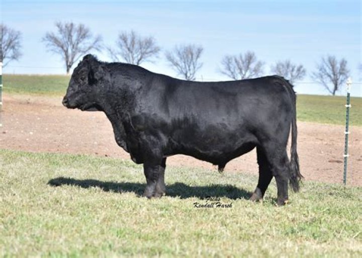 Lawrence Family Limousine: The Epitome Of Limousine Excellence