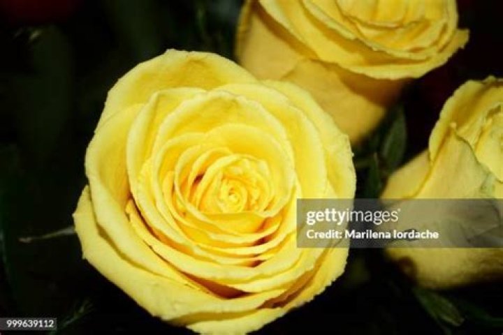 A Vibrant Bouquet Of Lovely Yellow Roses