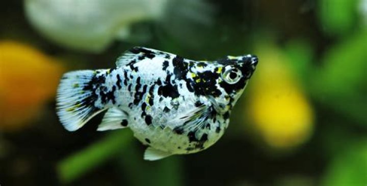 Exploring The Enigma Of Molly Nobliyt