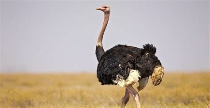 Unveiling The Rarity: Pictures Of Ostriches Taking Flight