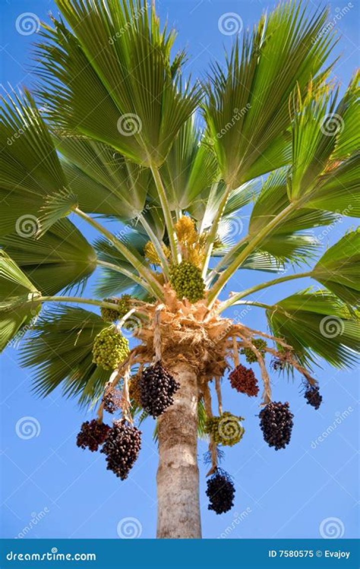 Breathtaking Palm Tree Hanging: An Oasis Of Tranquility
