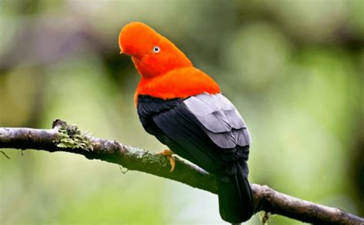 Peru Birds: Stunning Photographs Of Avian Beauty