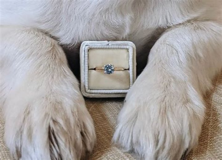 Unique Pet Diamonds: Endearing Keepsakes For Your Cherished Companions