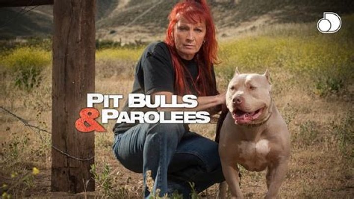 Unleashing Surprising Truths: Pitbulls And Parolees Uncovered