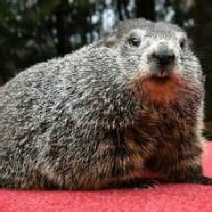 Discover The Unforgettable Punxsutawney Phil Cameo In Hollywood