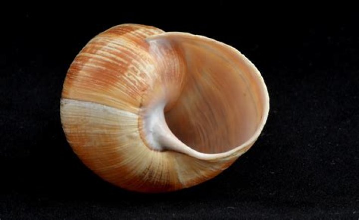 Exploring The Fascinating World Of Snail Shells