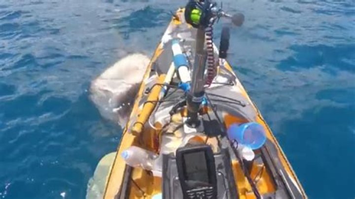 Fisherman on kayak has lucky escape off Oahu, Hawaii ·
