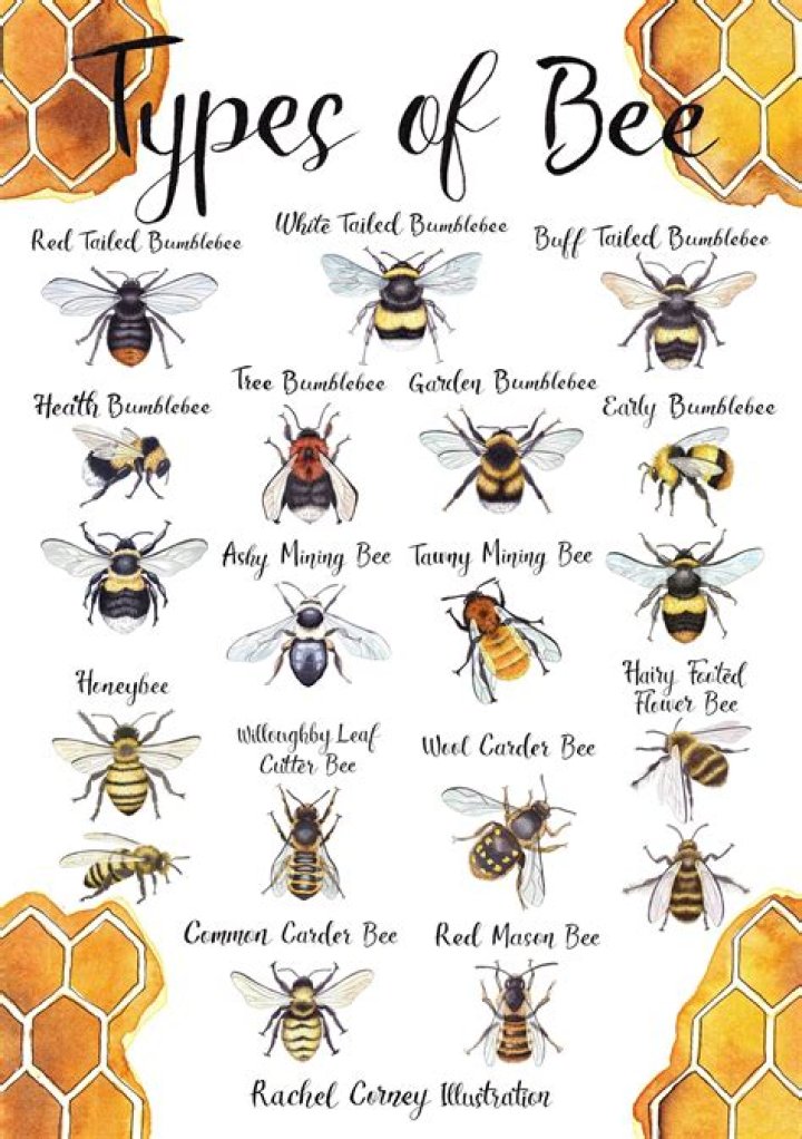 What is the friendliest type of bee?