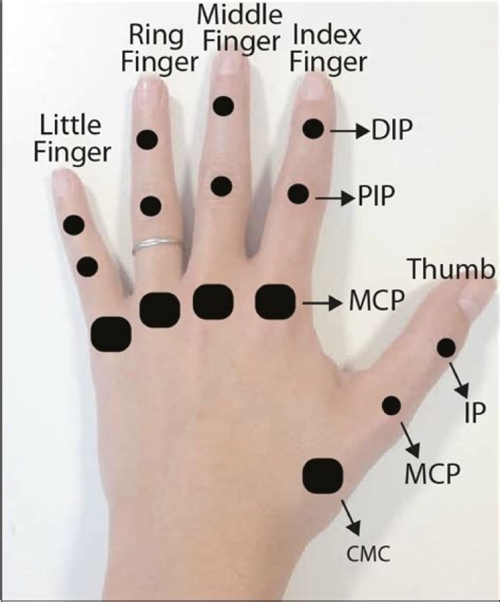 What is the middle of your finger called?