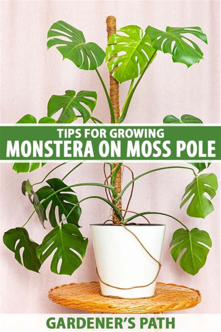 Where should I put Monstera in my house?