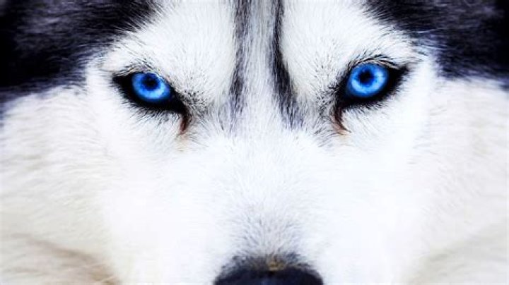 Which dog is most beautiful eyes?