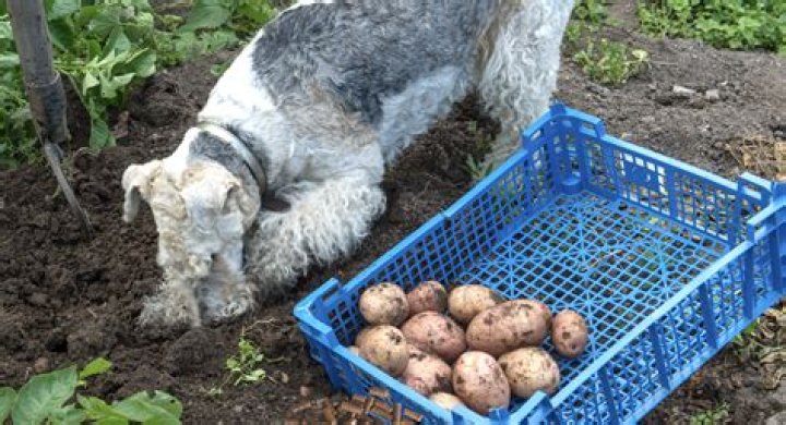 Why are potatoes bad for dogs?