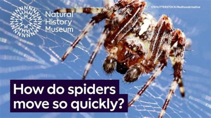 Why do spiders curl up when dying?