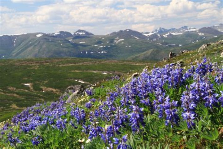 Discover Yukon's Captivating Floral Delights